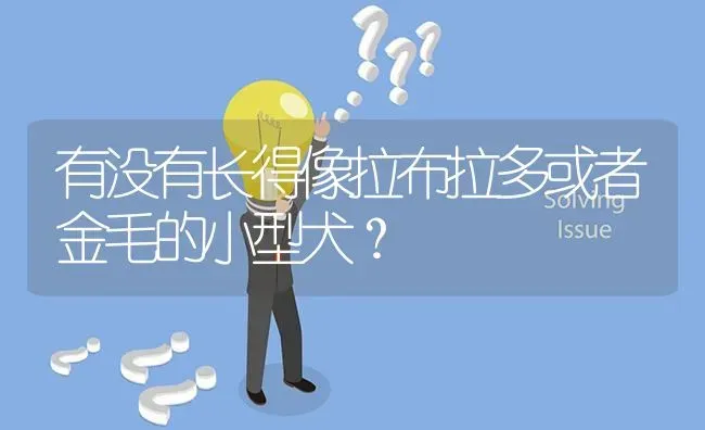 有没有长得像拉布拉多或者金毛的小型犬？ | 动物养殖问答