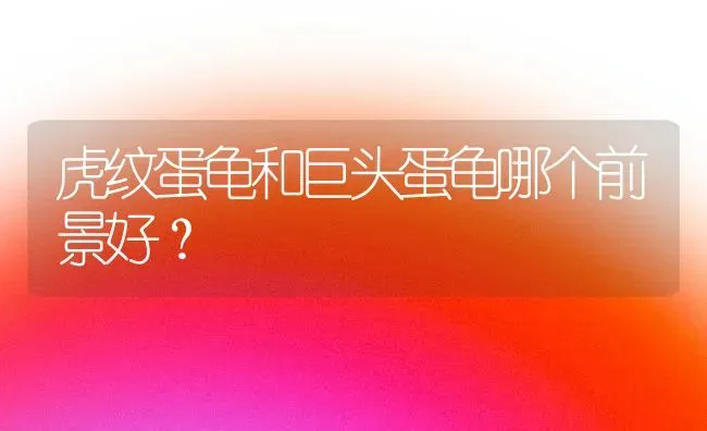 虎纹蛋龟和巨头蛋龟哪个前景好？ | 动物养殖问答