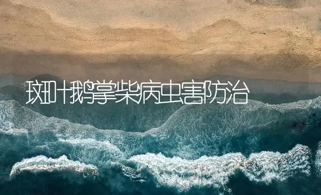 斑叶鹅掌柴病虫害防治 | 海水养殖技术