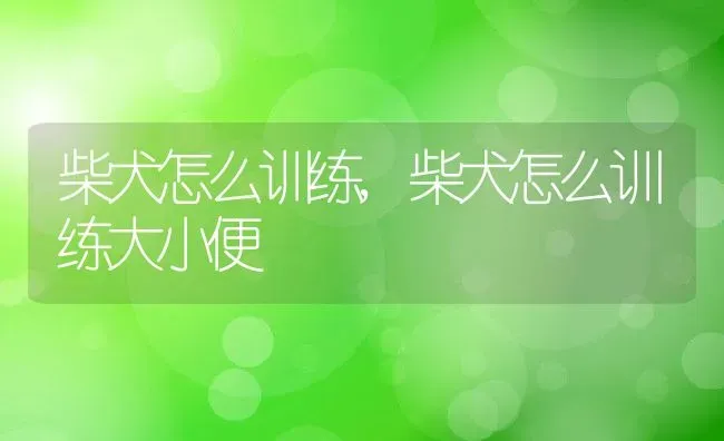 柴犬怎么训练,柴犬怎么训练大小便 | 宠物百科知识