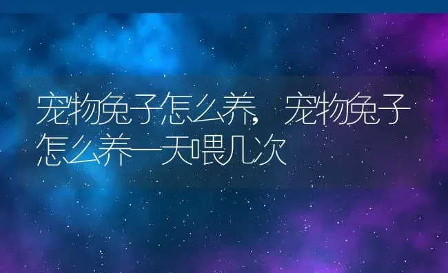 宠物兔子怎么养,宠物兔子怎么养一天喂几次 | 宠物百科知识