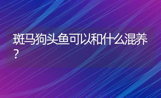 斑马狗头鱼可以和什么混养？ | 鱼类宠物饲养