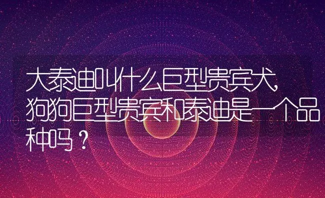 大泰迪叫什么巨型贵宾犬,狗狗巨型贵宾和泰迪是一个品种吗？ | 宠物百科知识