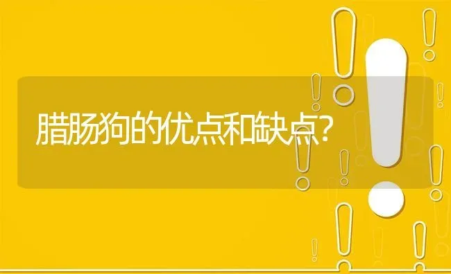 腊肠狗的优点和缺点？ | 动物养殖问答