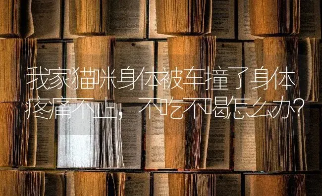 我家猫咪身体被车撞了身体疼痛不止，不吃不喝怎么办？ | 动物养殖问答