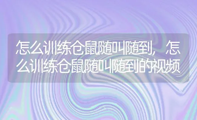 怎么训练仓鼠随叫随到,怎么训练仓鼠随叫随到的视频 | 宠物百科知识