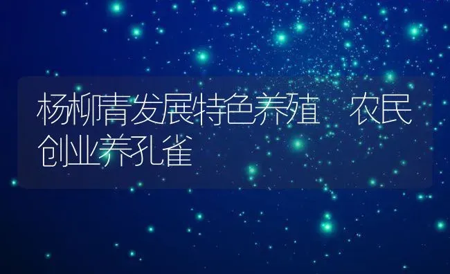 杨柳青发展特色养殖 农民创业养孔雀 | 动物养殖教程