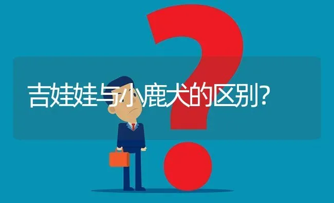 吉娃娃与小鹿犬的区别？ | 动物养殖问答