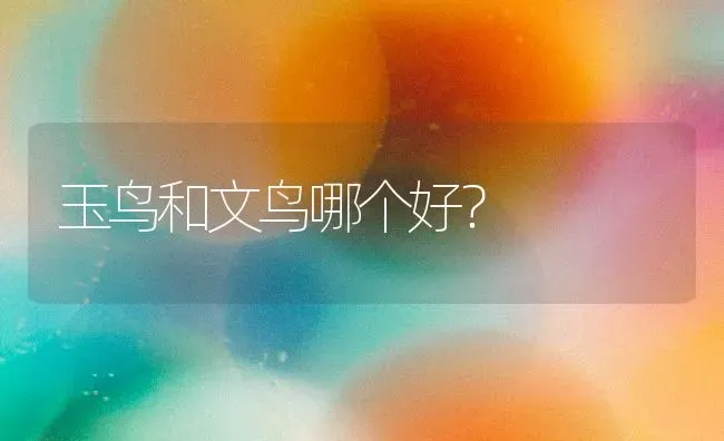 五个月德牧一天喂多少次狗粮？ | 动物养殖问答