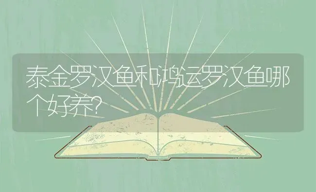 泰金罗汉鱼和鸿运罗汉鱼哪个好养？ | 鱼类宠物饲养