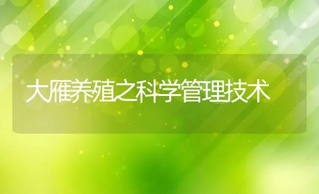 大雁养殖之科学管理技术 | 特种养殖技术