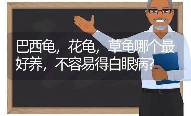 美短和英短哪个更聪明更温顺灵活？ | 动物养殖问答