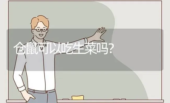 仓鼠可以吃生菜吗？ | 动物养殖问答