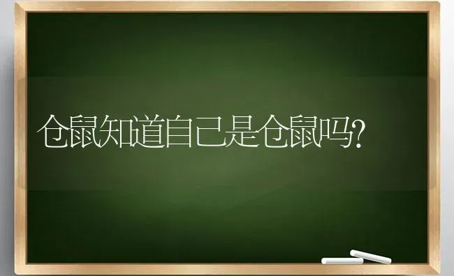 仓鼠知道自己是仓鼠吗？ | 动物养殖问答