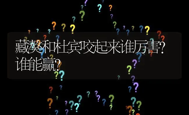 藏獒和杜宾咬起来谁厉害？谁能赢？ | 动物养殖问答