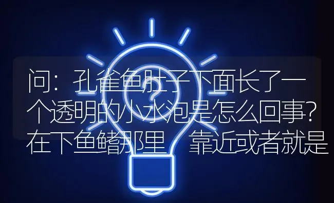 问：孔雀鱼肚子下面长了一个透明的小水泡是怎么回事？在下鱼鳍那里，靠近或者就是排着孔的位置，一个很小？ | 鱼类宠物饲养