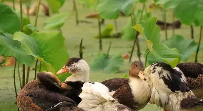 鸭子的野生植物饲料