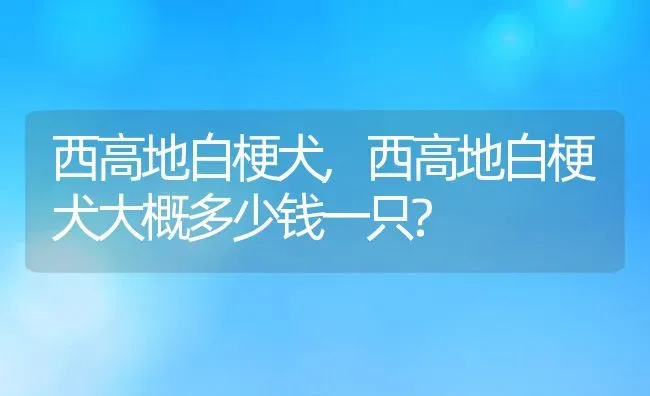 西高地白梗犬,西高地白梗犬大概多少钱一只? | 宠物百科知识