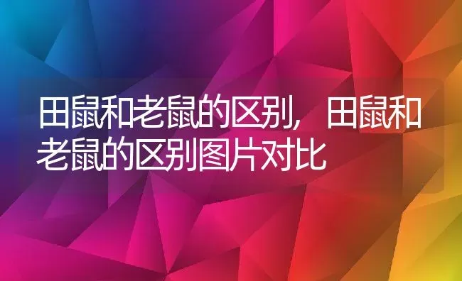 田鼠和老鼠的区别,田鼠和老鼠的区别图片对比 | 宠物百科知识