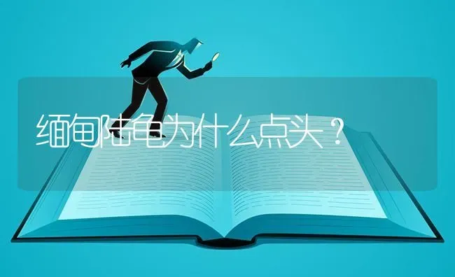 缅甸陆龟为什么点头？ | 动物养殖问答