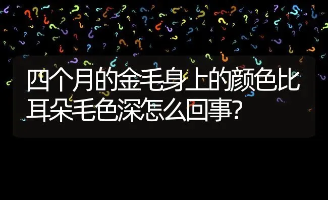 四个月的金毛身上的颜色比耳朵毛色深怎么回事？ | 动物养殖问答