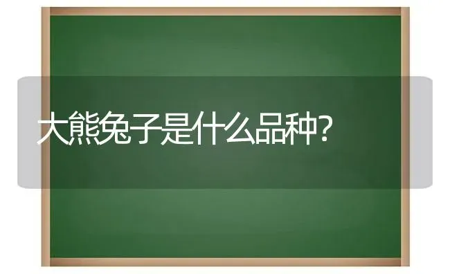 大熊兔子是什么品种？ | 动物养殖问答