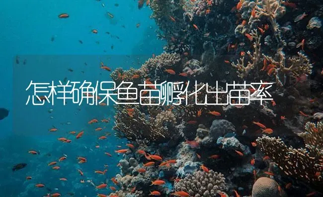 怎样确保鱼苗孵化出苗率 | 海水养殖技术