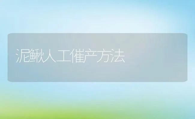 泥鳅人工催产方法 | 动物养殖饲料