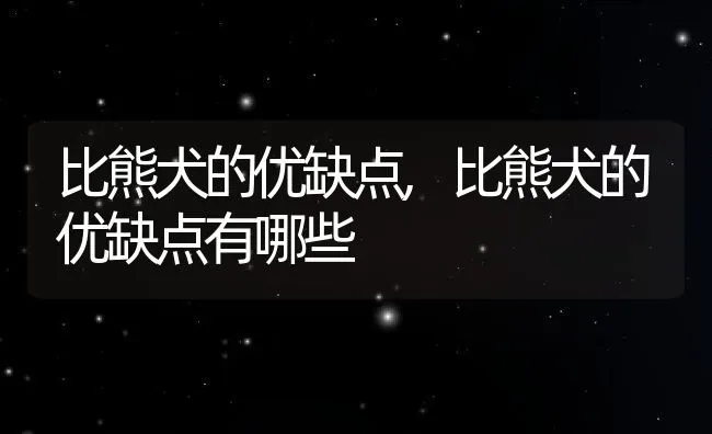 比熊犬的优缺点,比熊犬的优缺点有哪些 | 宠物百科知识