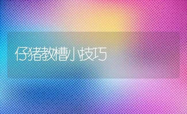 仔猪教槽小技巧 | 动物养殖饲料