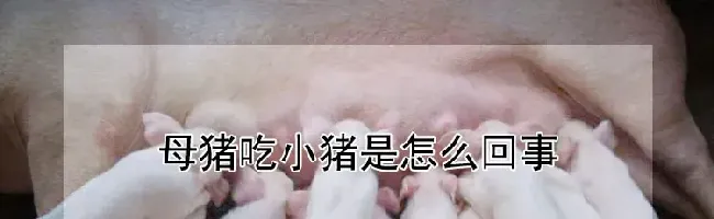 母猪吃小猪是怎么回事