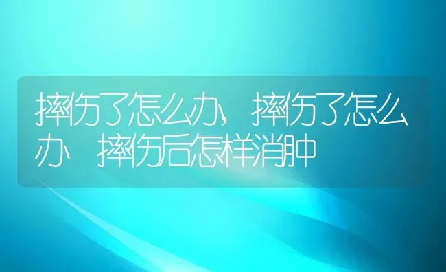 摔伤了怎么办,摔伤了怎么办 摔伤后怎样消肿 | 宠物百科知识