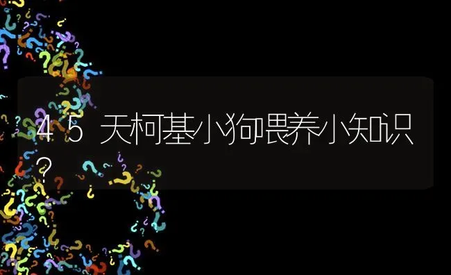 45天柯基小狗喂养小知识？ | 动物养殖问答