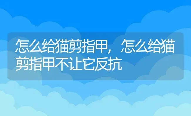 怎么给猫剪指甲,怎么给猫剪指甲不让它反抗 | 宠物百科知识