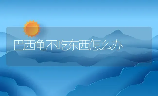 巴西龟不吃东西怎么办 | 动物养殖百科