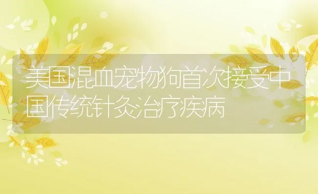 美国混血宠物狗首次接受中国传统针灸治疗疾病 | 水产养殖知识