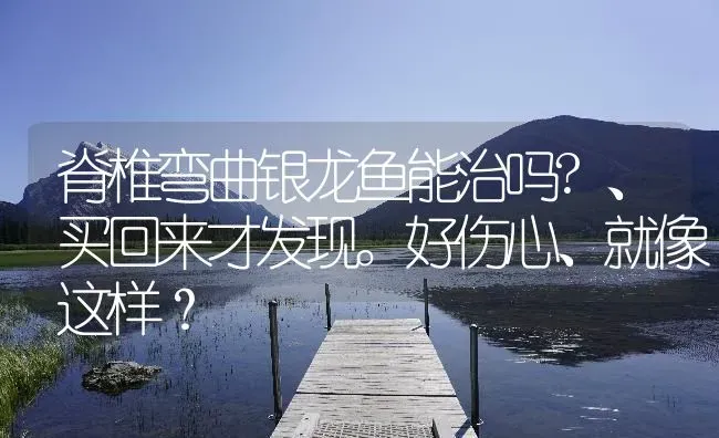 脊椎弯曲银龙鱼能治吗?、买回来才发现。好伤心、就像这样？ | 鱼类宠物饲养