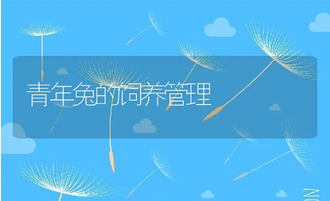 青年兔的饲养管理 | 动物养殖学堂