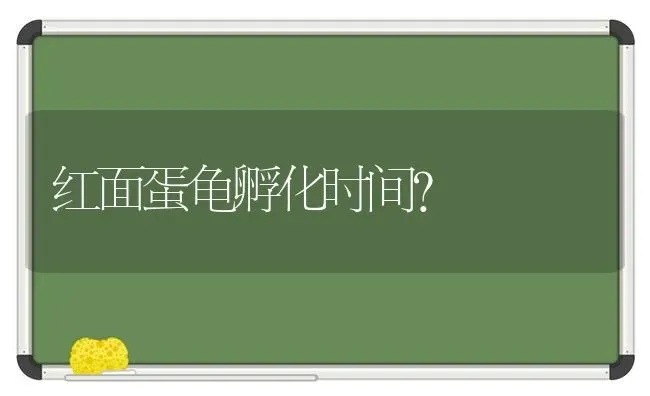 红面蛋龟孵化时间？ | 动物养殖问答