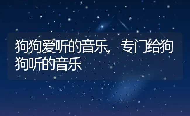 狗狗爱听的音乐,专门给狗狗听的音乐 | 宠物百科知识