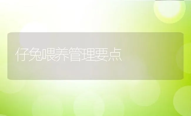 仔兔喂养管理要点 | 动物养殖学堂