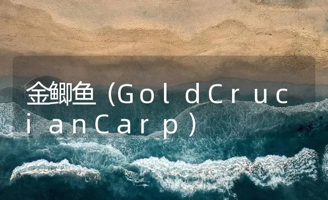 金鲫鱼（GoldCrucianCarp） | 海水养殖技术