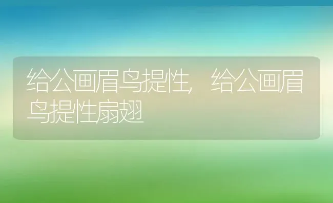 给公画眉鸟提性,给公画眉鸟提性扇翅 | 宠物百科知识