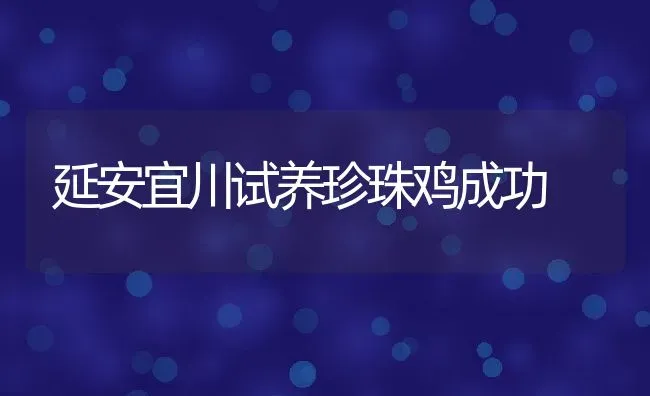 延安宜川试养珍珠鸡成功 | 特种养殖技术