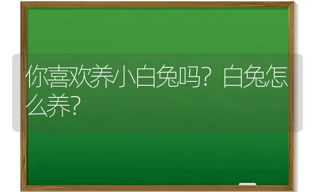 你喜欢养小白兔吗？白兔怎么养？ | 动物养殖问答