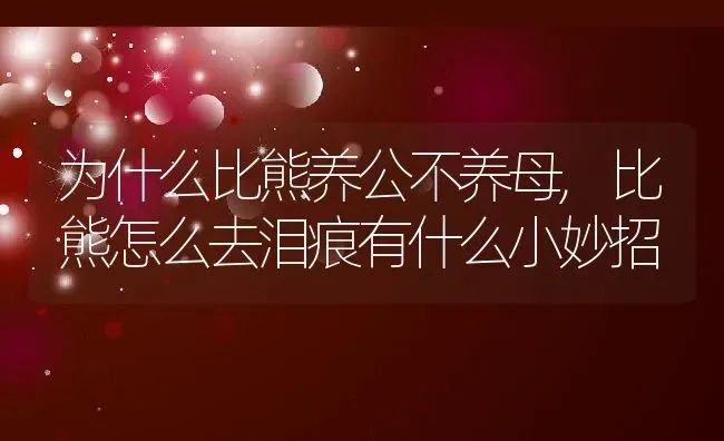 为什么比熊养公不养母,比熊怎么去泪痕有什么小妙招 | 宠物百科知识