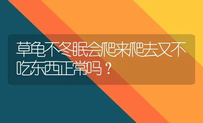 草龟不冬眠会爬来爬去又不吃东西正常吗？ | 动物养殖问答