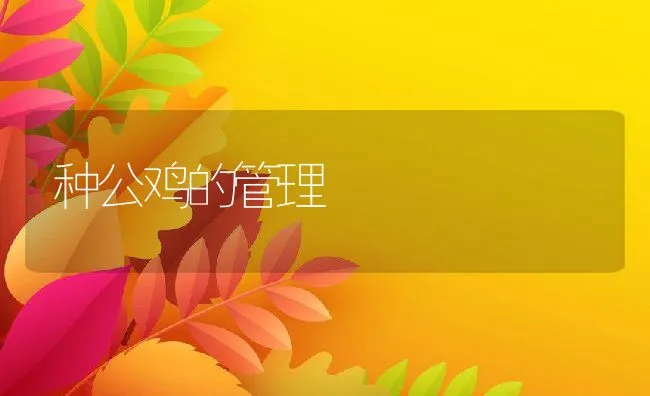 种公鸡的管理 | 动物养殖学堂