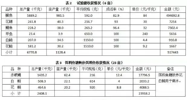 鳜鱼反季节养殖价格高，创新养殖模式，超详细养殖技术分享！