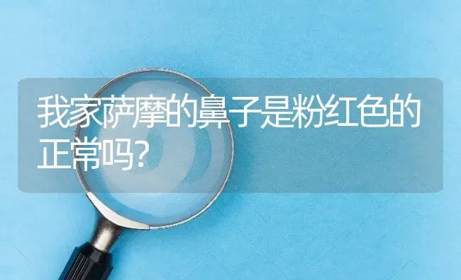 我家萨摩的鼻子是粉红色的正常吗？ | 动物养殖问答